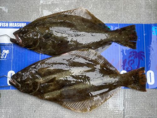 ヒラメの釣果