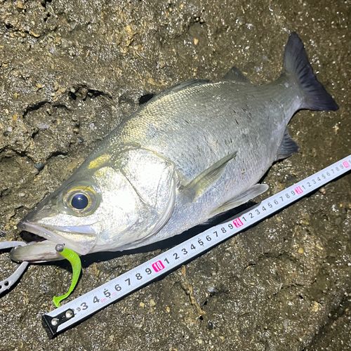 フッコ（ヒラスズキ）の釣果