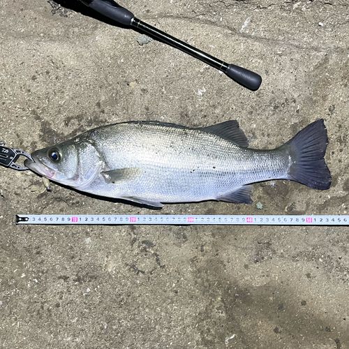 フッコ（ヒラスズキ）の釣果