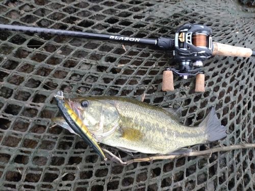 ラージマウスバスの釣果