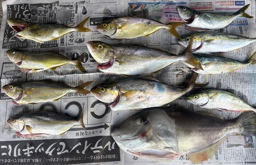 シオの釣果