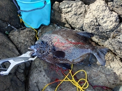 イシガキダイの釣果