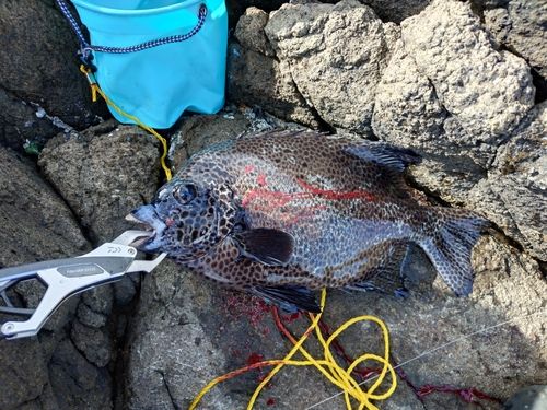 イシガキダイの釣果