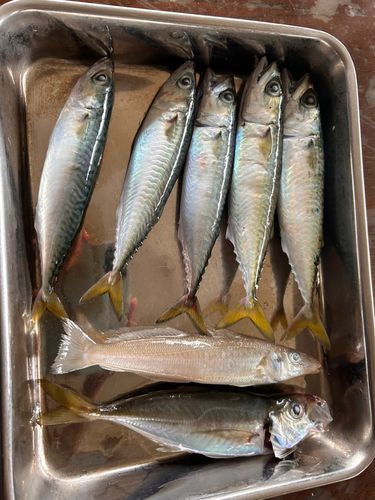 サバの釣果