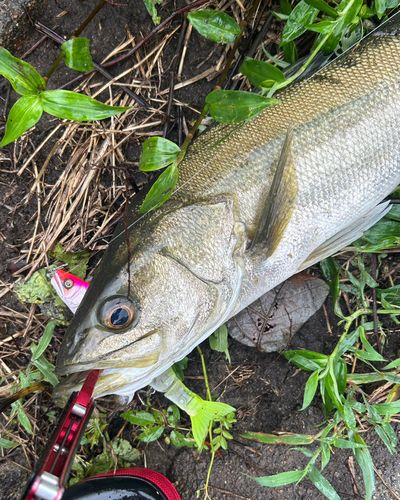 スズキの釣果