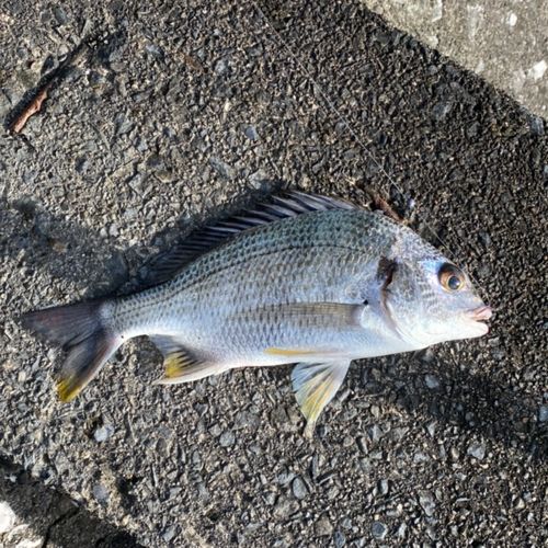 キチヌの釣果