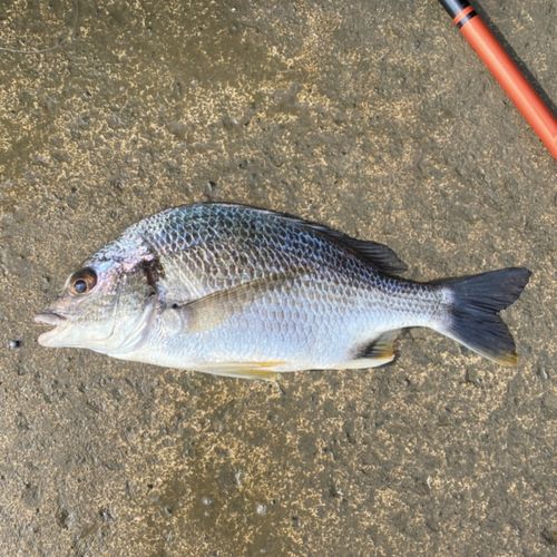 キチヌの釣果