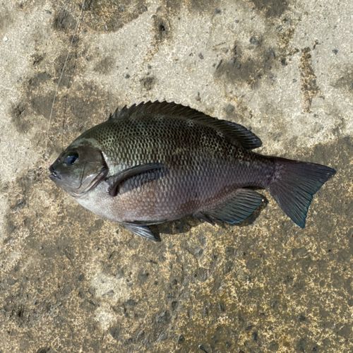 グレの釣果