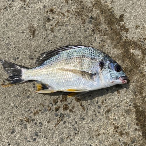 キチヌの釣果