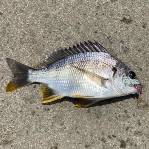 キチヌの釣果