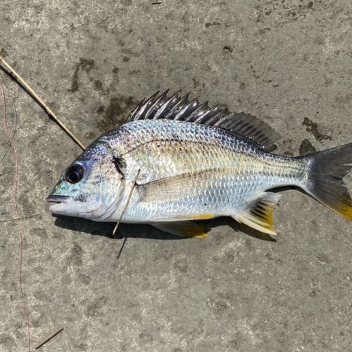 キチヌの釣果