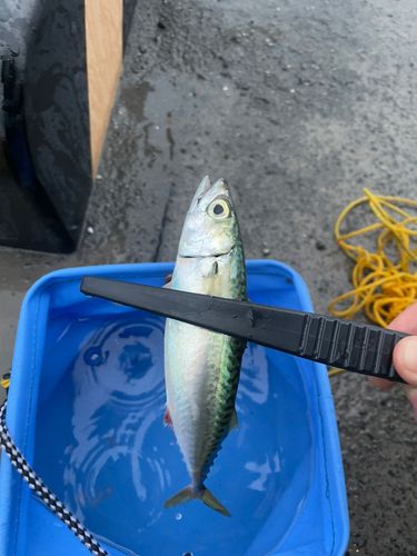 サバの釣果