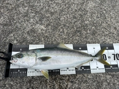 ワラサの釣果