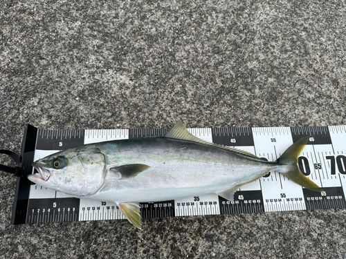 ワラサの釣果