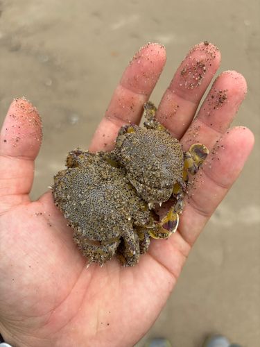 シロギスの釣果