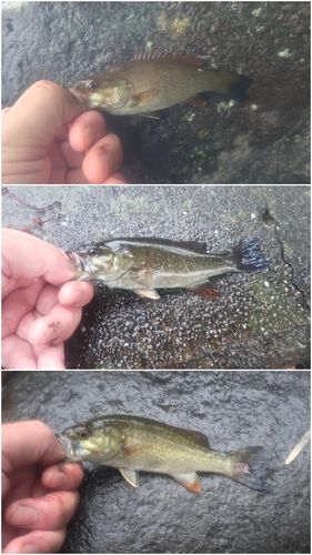 スモールマウスバスの釣果