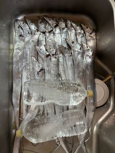 タチウオの釣果