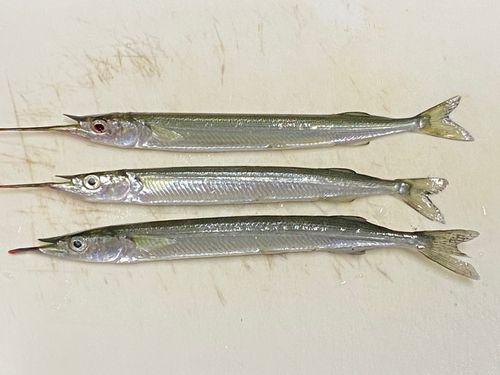 サヨリの釣果