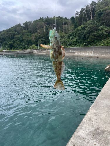 アナハゼの釣果