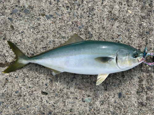 イナダの釣果
