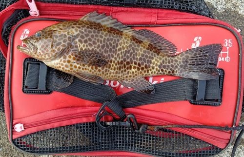 オオモンハタの釣果