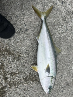 ワラサの釣果