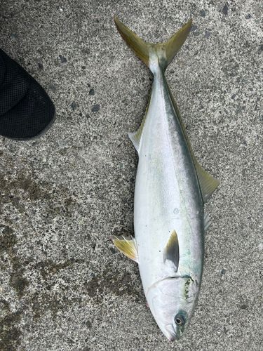 ワラサの釣果
