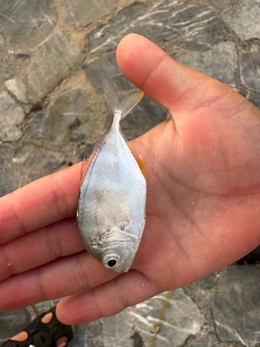 ギンガメアジの釣果