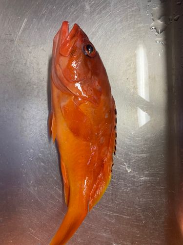 アカハタの釣果