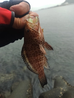 オオモンハタの釣果