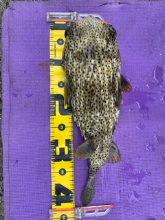 ネズミフグの釣果