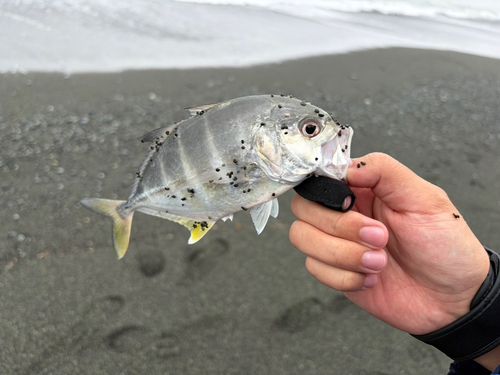 メッキの釣果