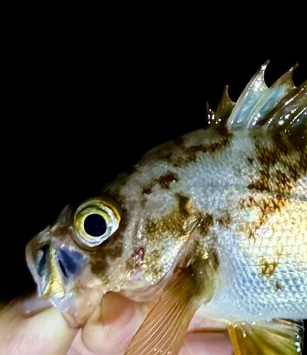 メバルの釣果