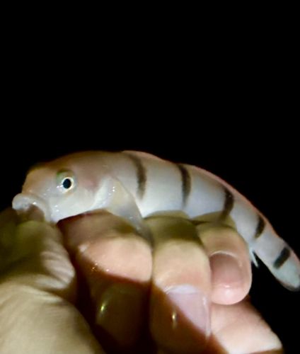 リュウグウハゼの釣果