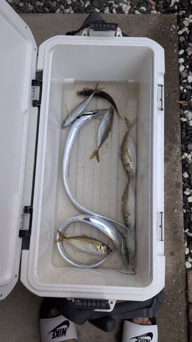 タチウオの釣果
