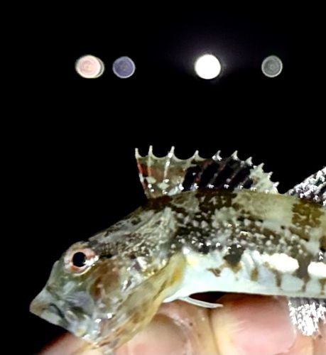 アサヒアナハゼの釣果