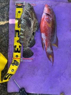 ヒレグロハタの釣果