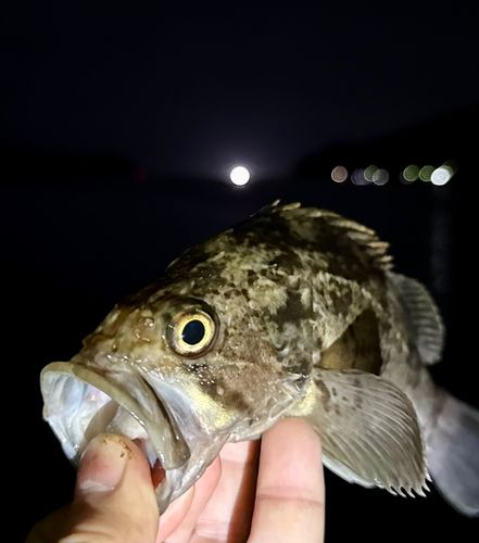 クロソイの釣果