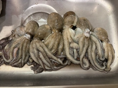 マダコの釣果
