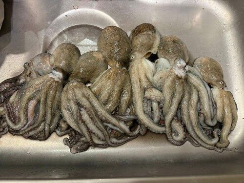 マダコの釣果