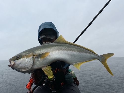 ヒラマサの釣果