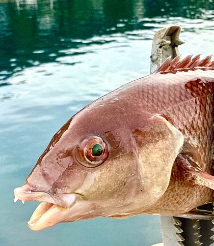 コブダイの釣果