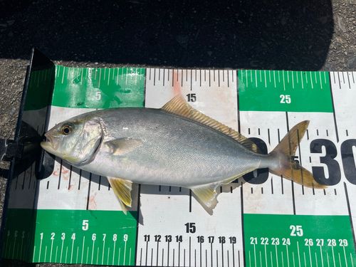 ショゴの釣果
