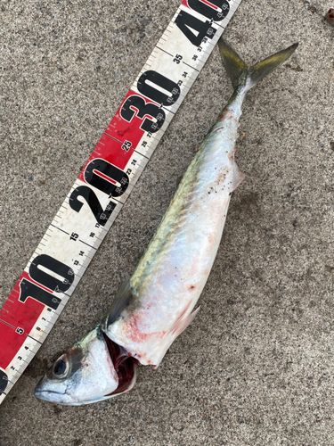 サバの釣果