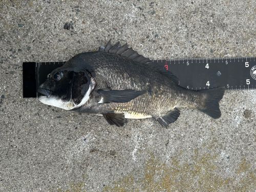 チヌの釣果