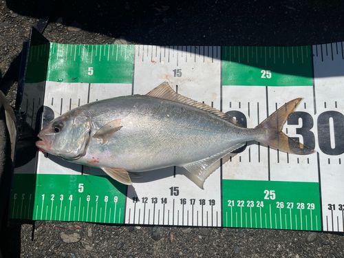 ショゴの釣果