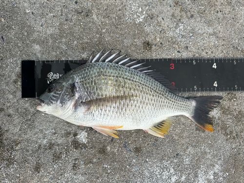 キビレの釣果