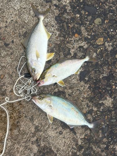 ショゴの釣果