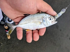 メッキの釣果