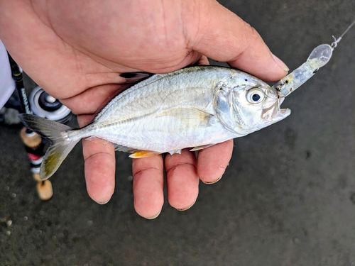 メッキの釣果